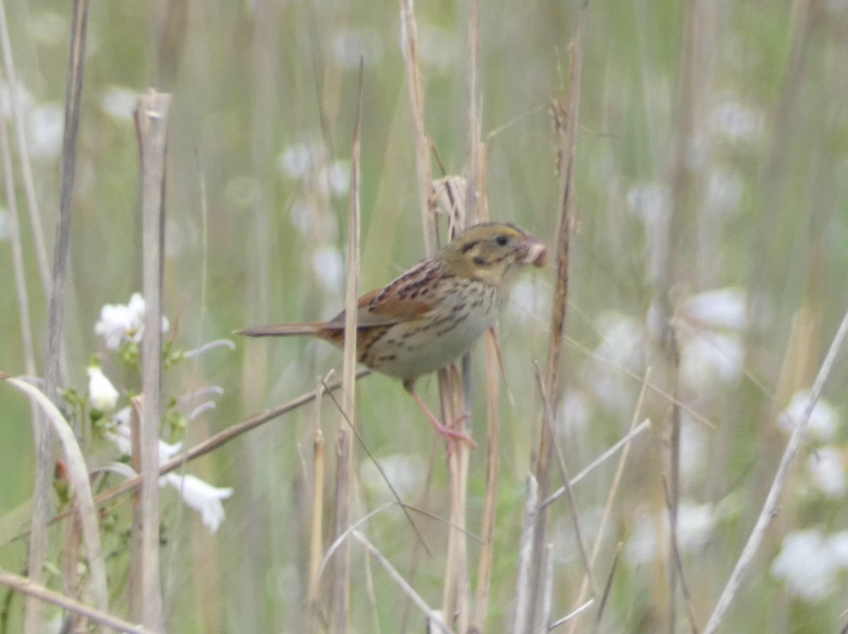 Henslow's Sparrow - ML637123168