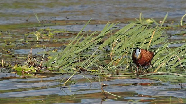 Blaustirn-Blatthühnchen - ML637123196