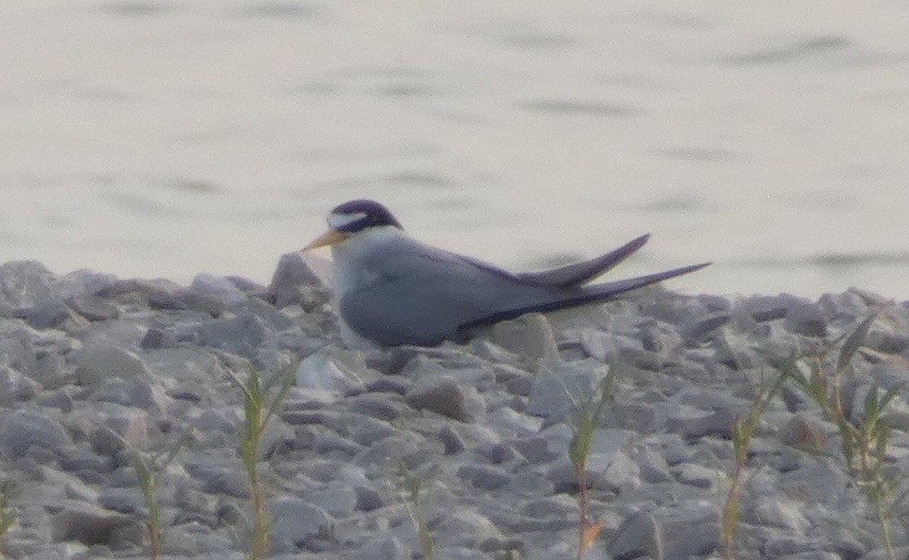 Least Tern - ML637123238