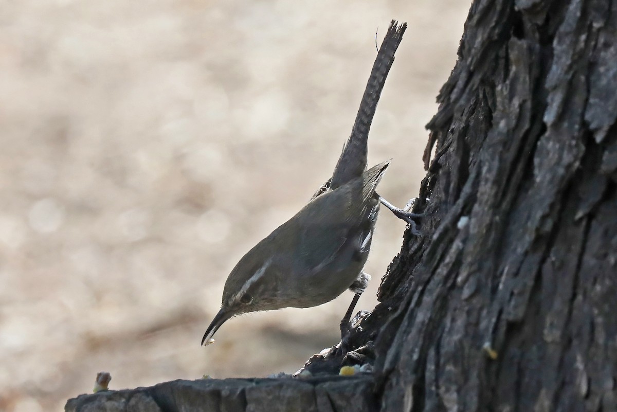 Bewick's Wren - ML637123292