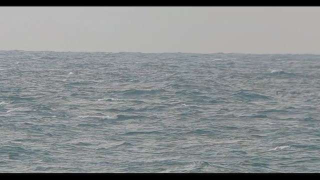 Brown Booby - ML637123334