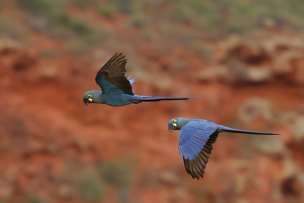 Indigo Macaw - ML637123365