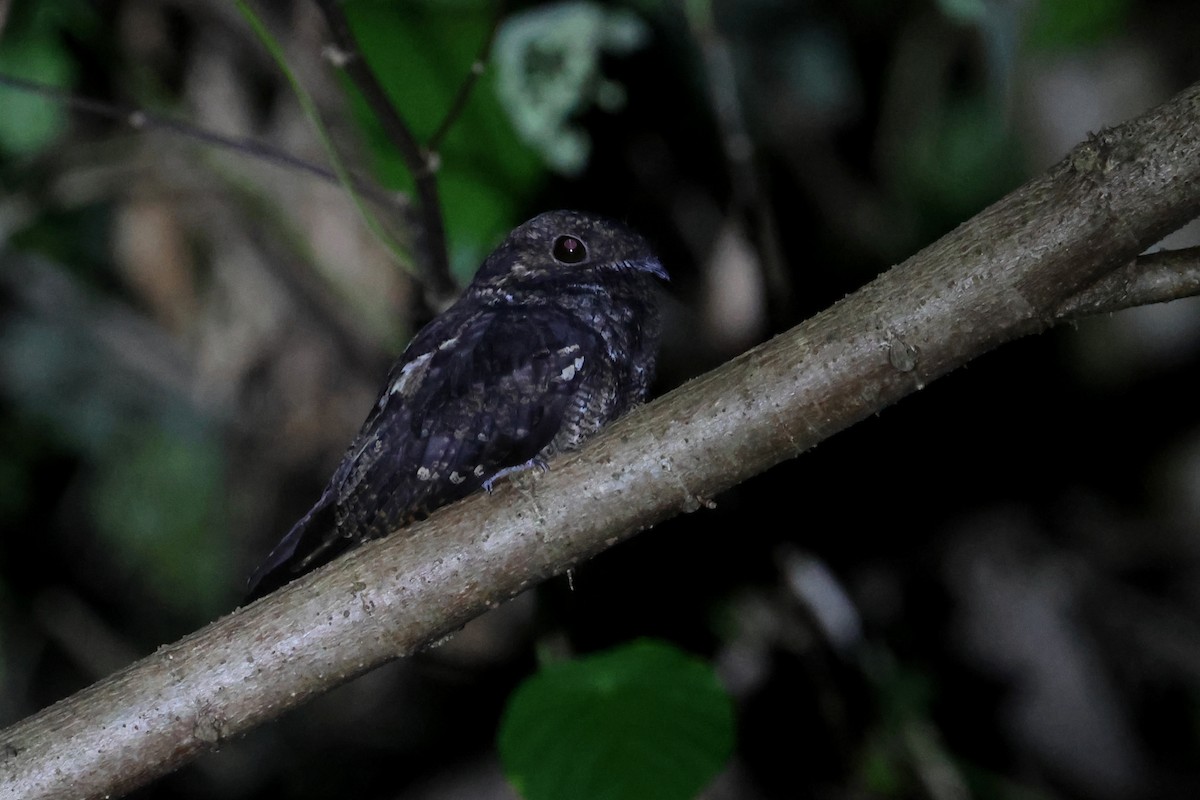 Palau Nightjar - ML637123385