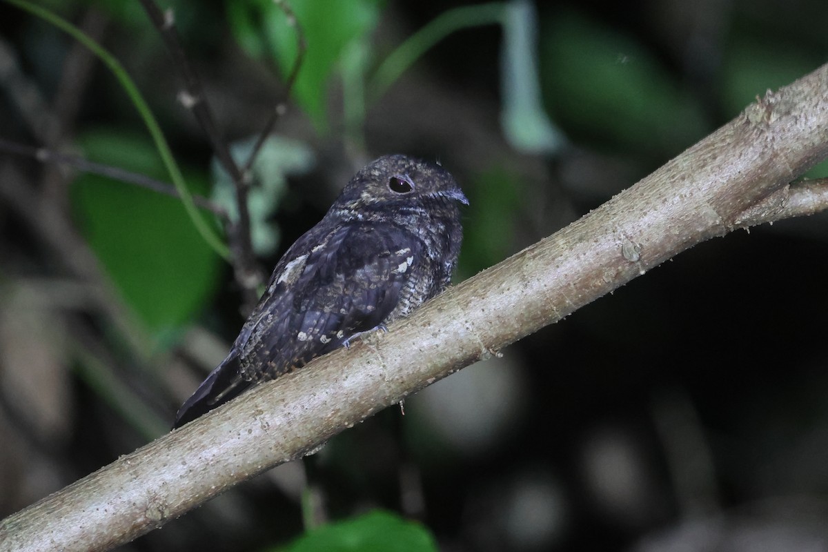 Palau Nightjar - ML637123386