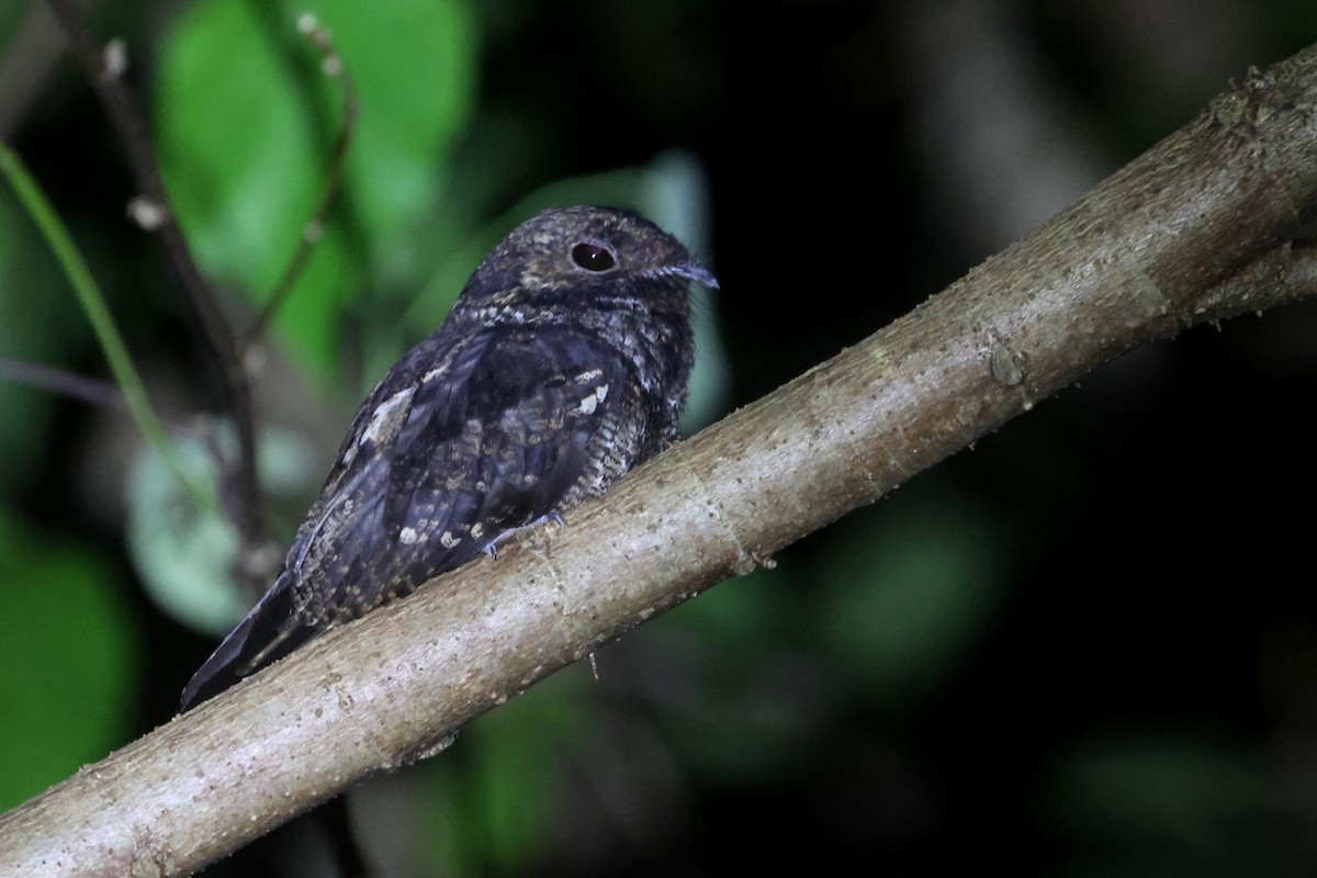 Palau Nightjar - ML637123387