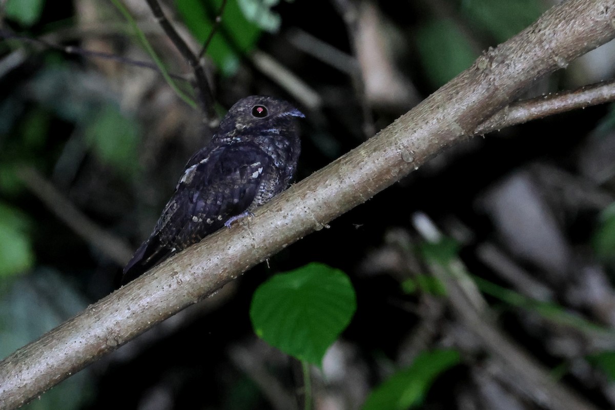 Palau Nightjar - ML637123388