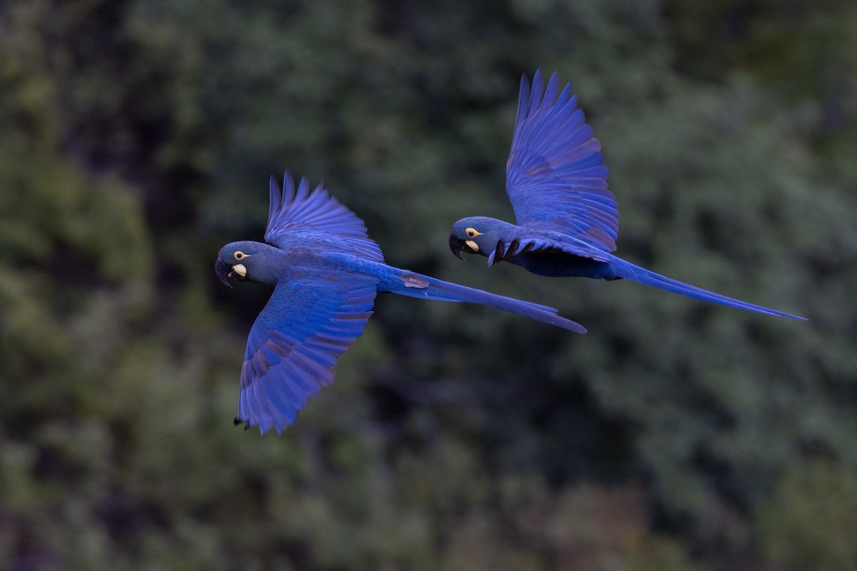 Indigo Macaw - ML637123418