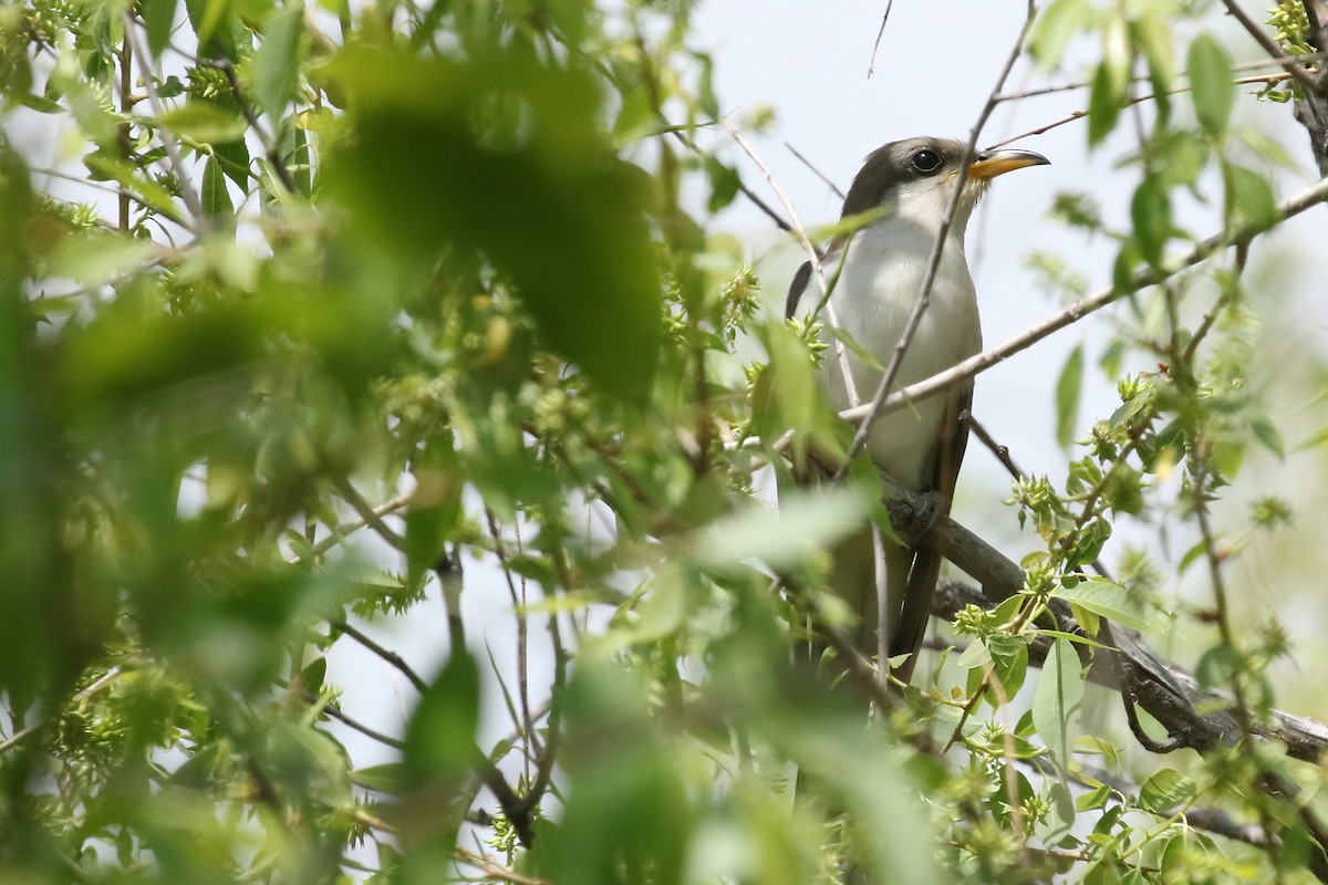 Yellow-billed Cuckoo - ML637123460