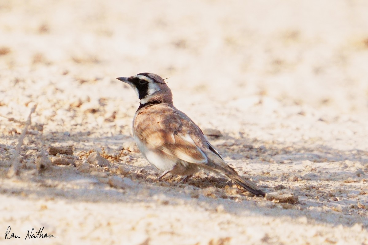 Temminck's Lark - ML637123482