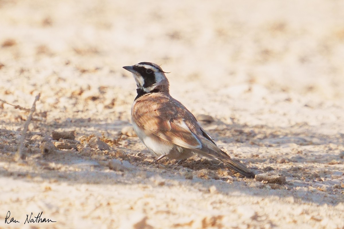 Temminck's Lark - ML637123485