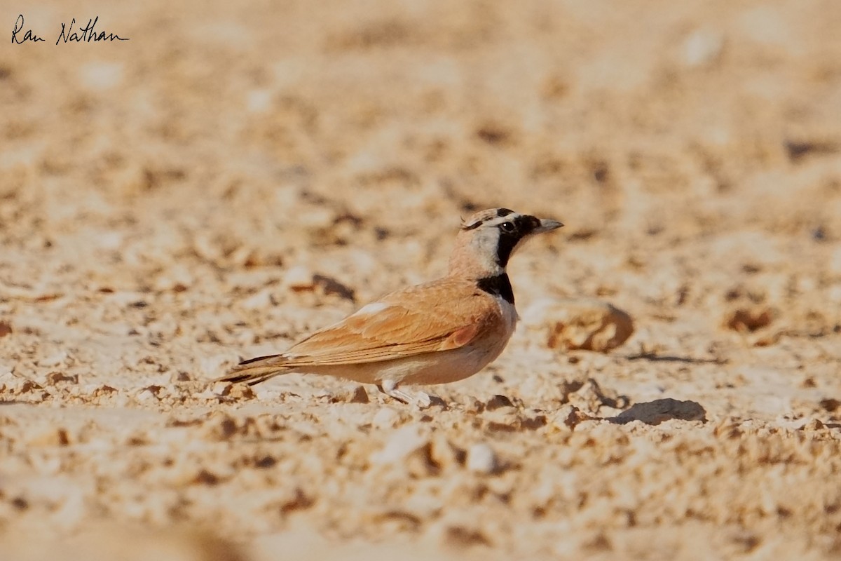 Temminck's Lark - ML637123492