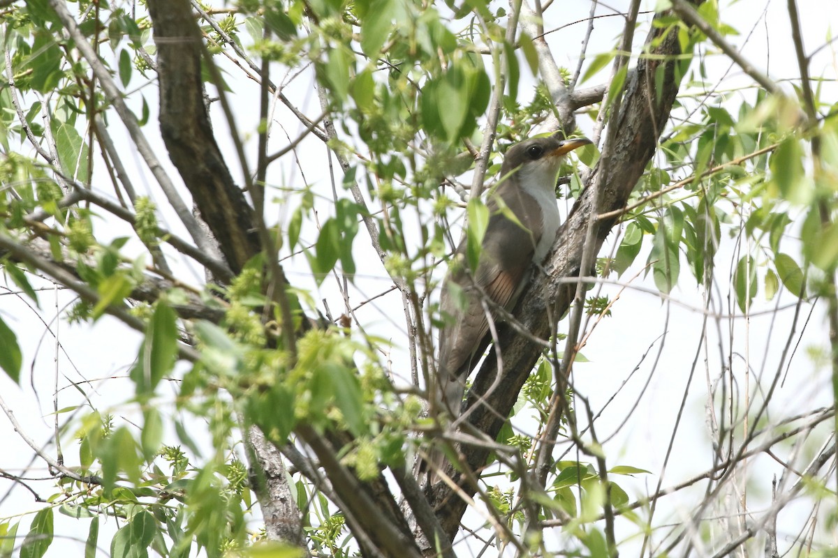 Yellow-billed Cuckoo - ML637123493