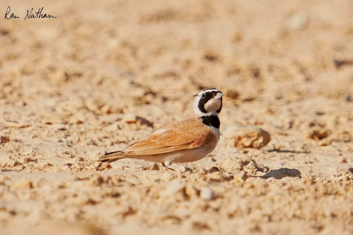 Temminck's Lark - ML637123495