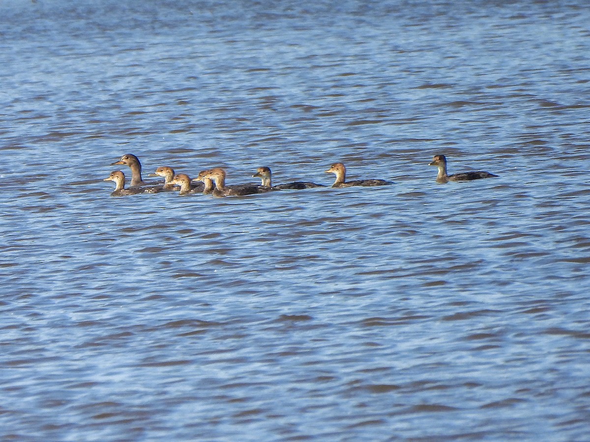 Hooded Merganser - ML637123498