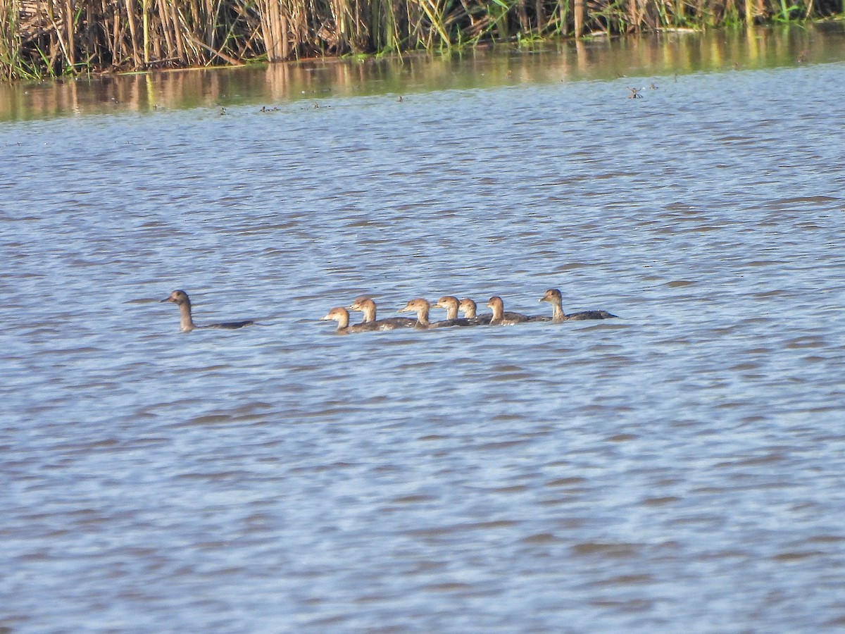 Hooded Merganser - ML637123500