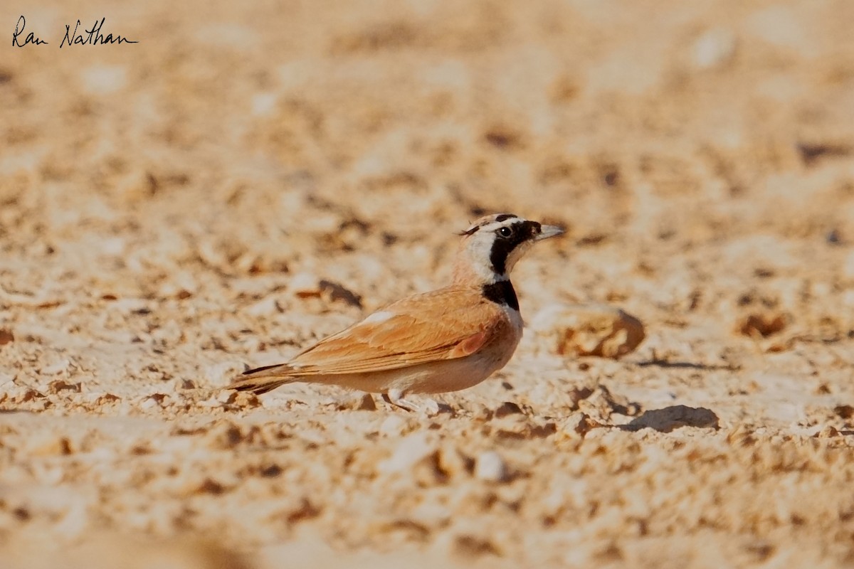 Temminck's Lark - ML637123501
