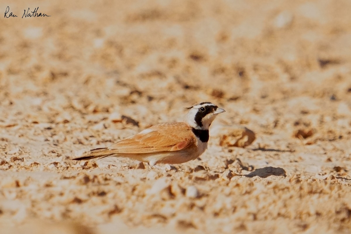 Temminck's Lark - ML637123505