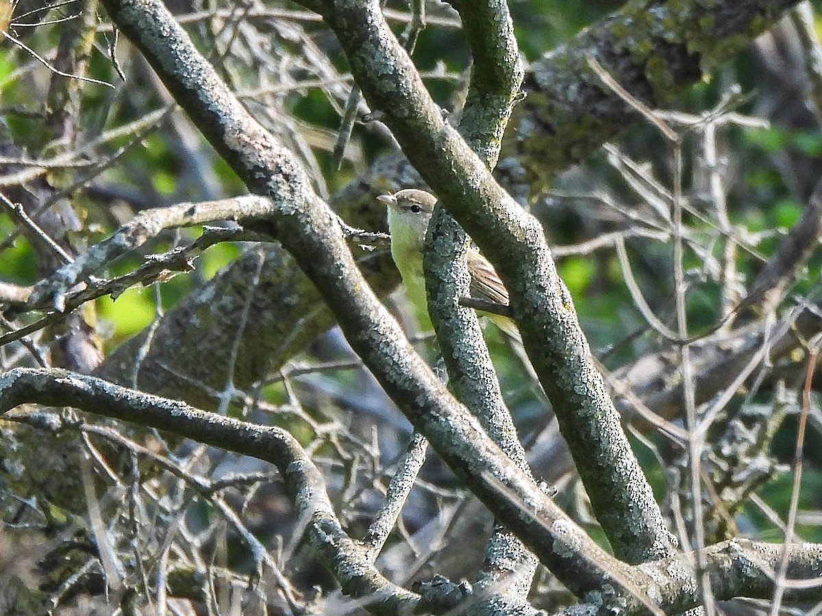 Bell's Vireo - ML637123506