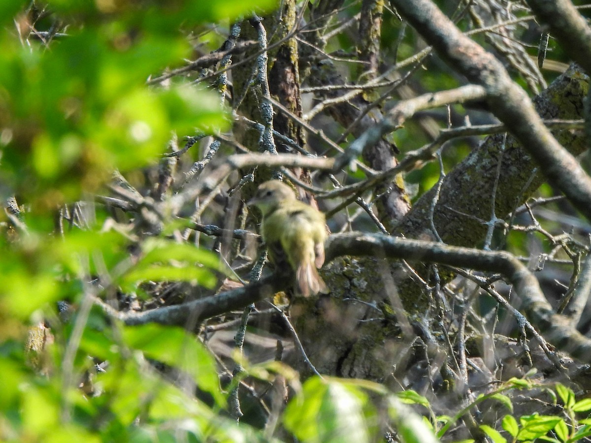 Bell's Vireo - ML637123507