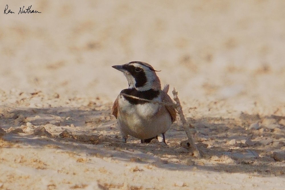 Temminck's Lark - ML637123514