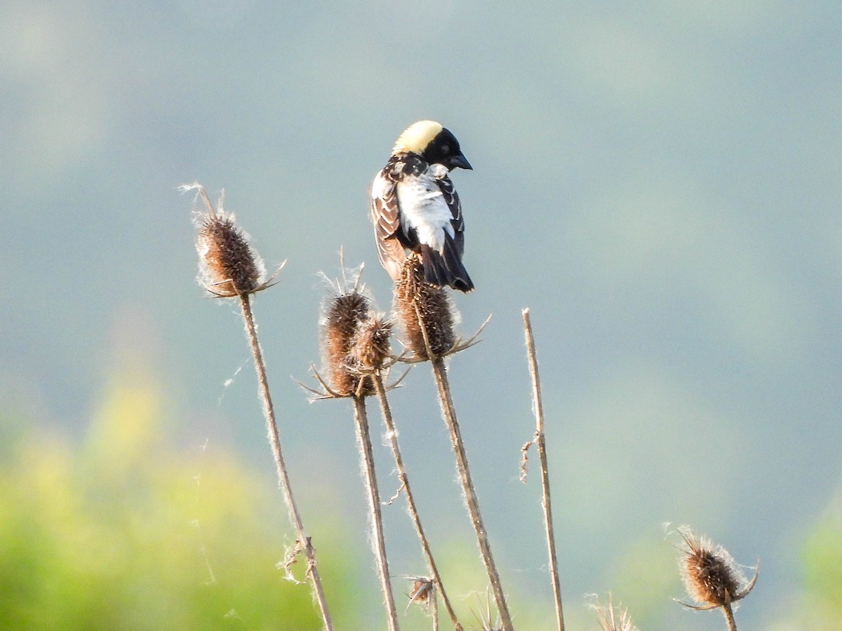 Bobolink - ML637123518