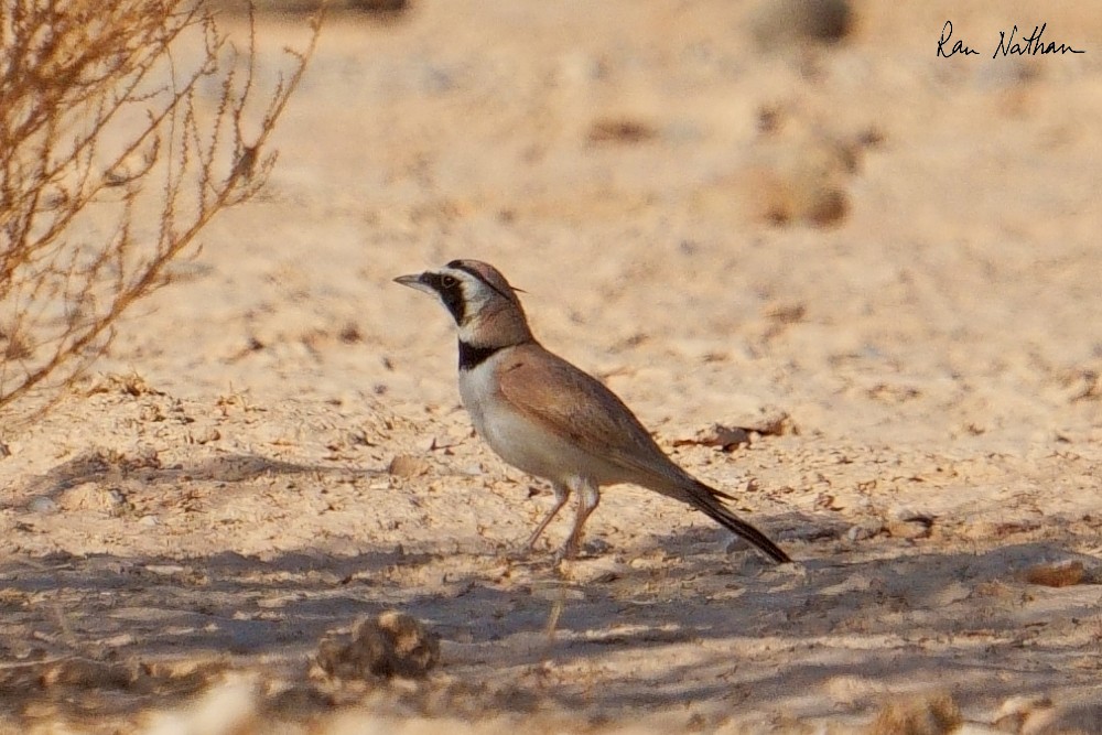 Temminck's Lark - ML637123522