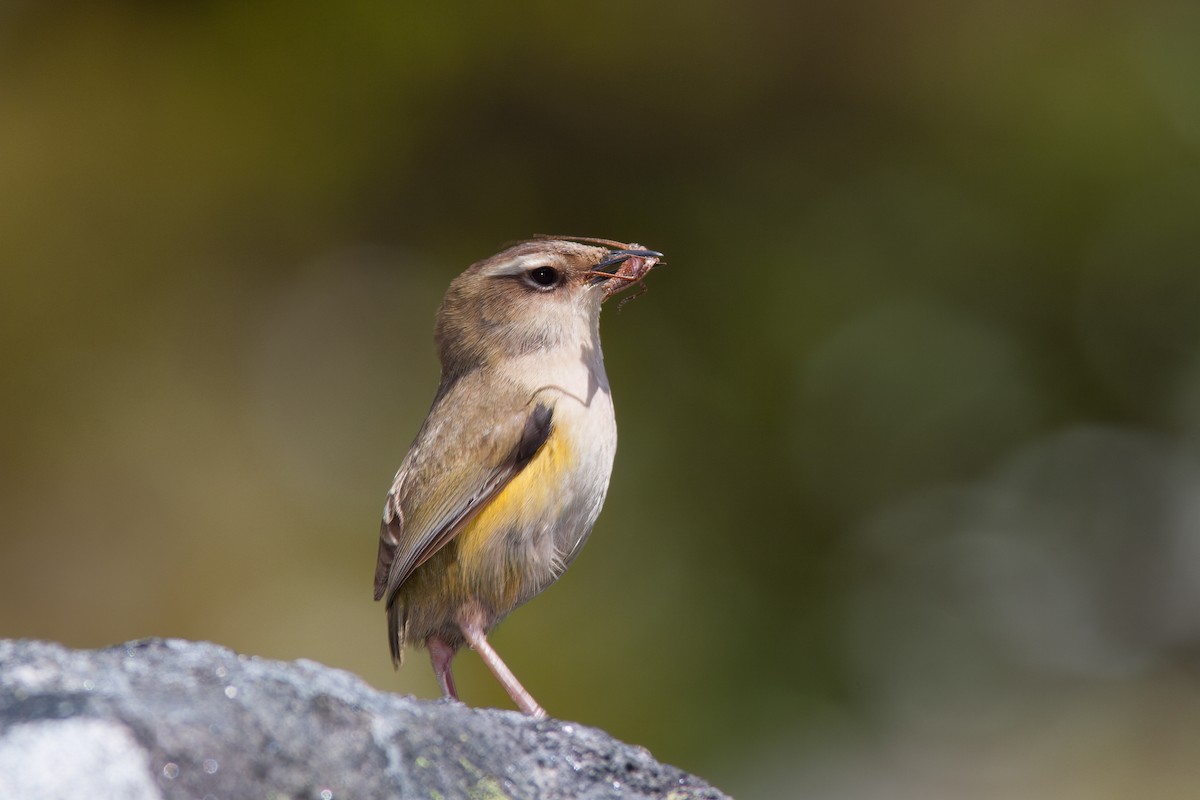 South Island Wren - ML637123681