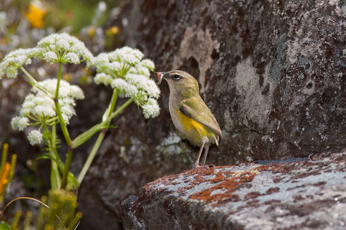 South Island Wren - ML637123682