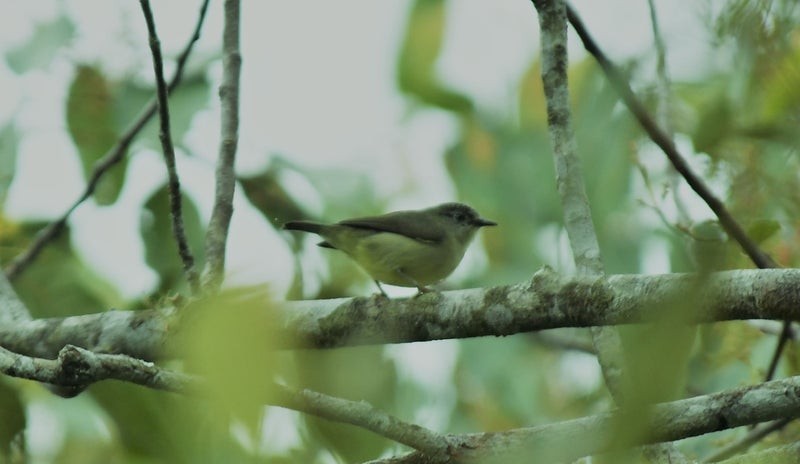 Yellow-breasted Warbler - ML637123691