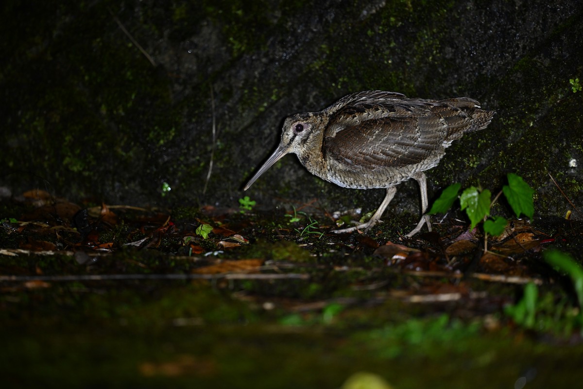 Amami Woodcock - ML637123705