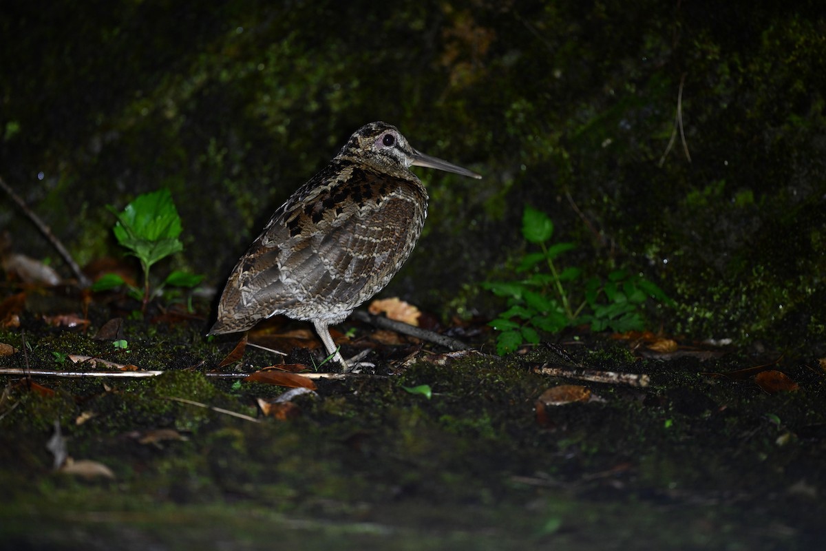 Amami Woodcock - ML637123706