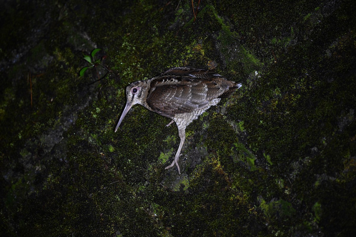 Amami Woodcock - ML637123707