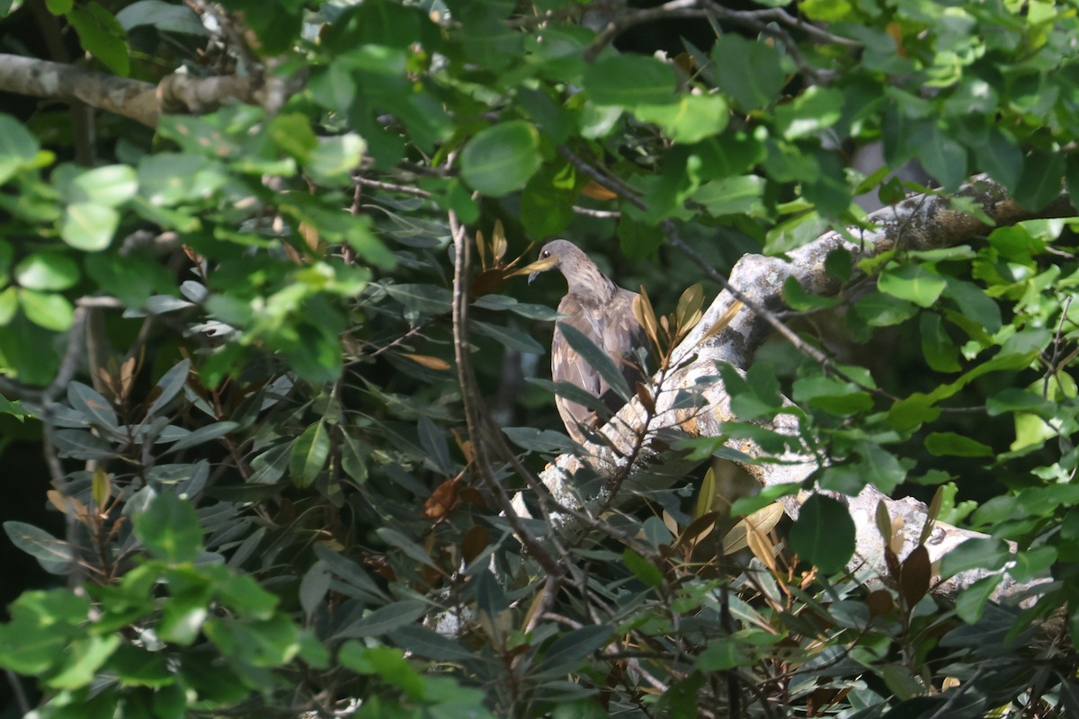 Nicobar Pigeon - ML637123711