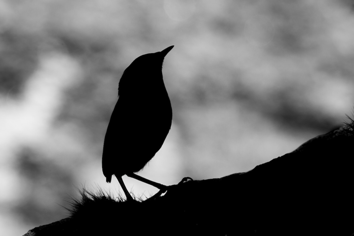 South Island Wren - ML637123713
