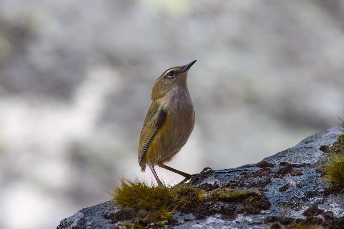 South Island Wren - ML637123714