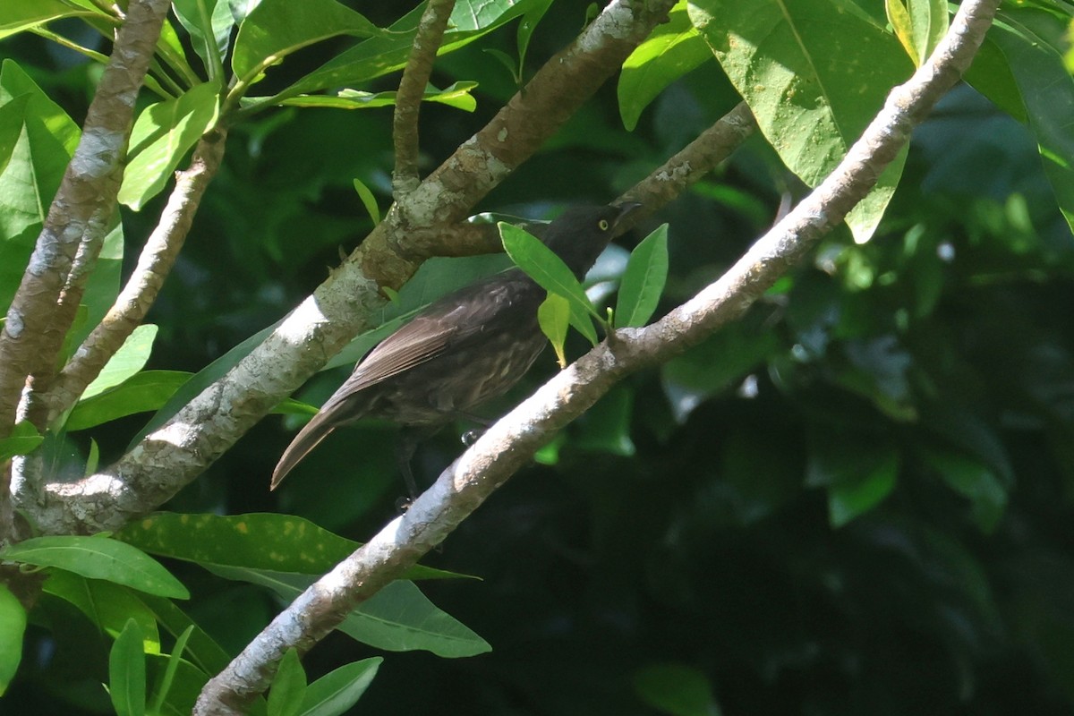 Micronesian Starling - ML637123724