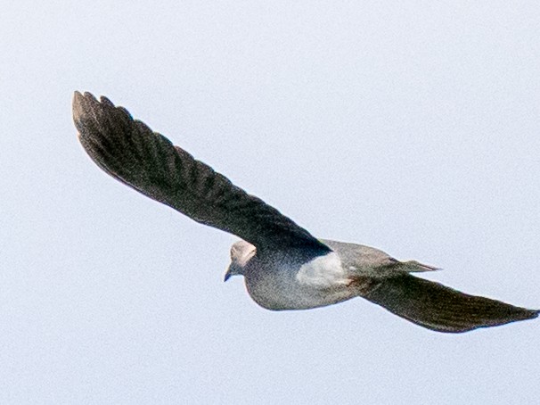 Mourning Collared-Dove - ML637123730