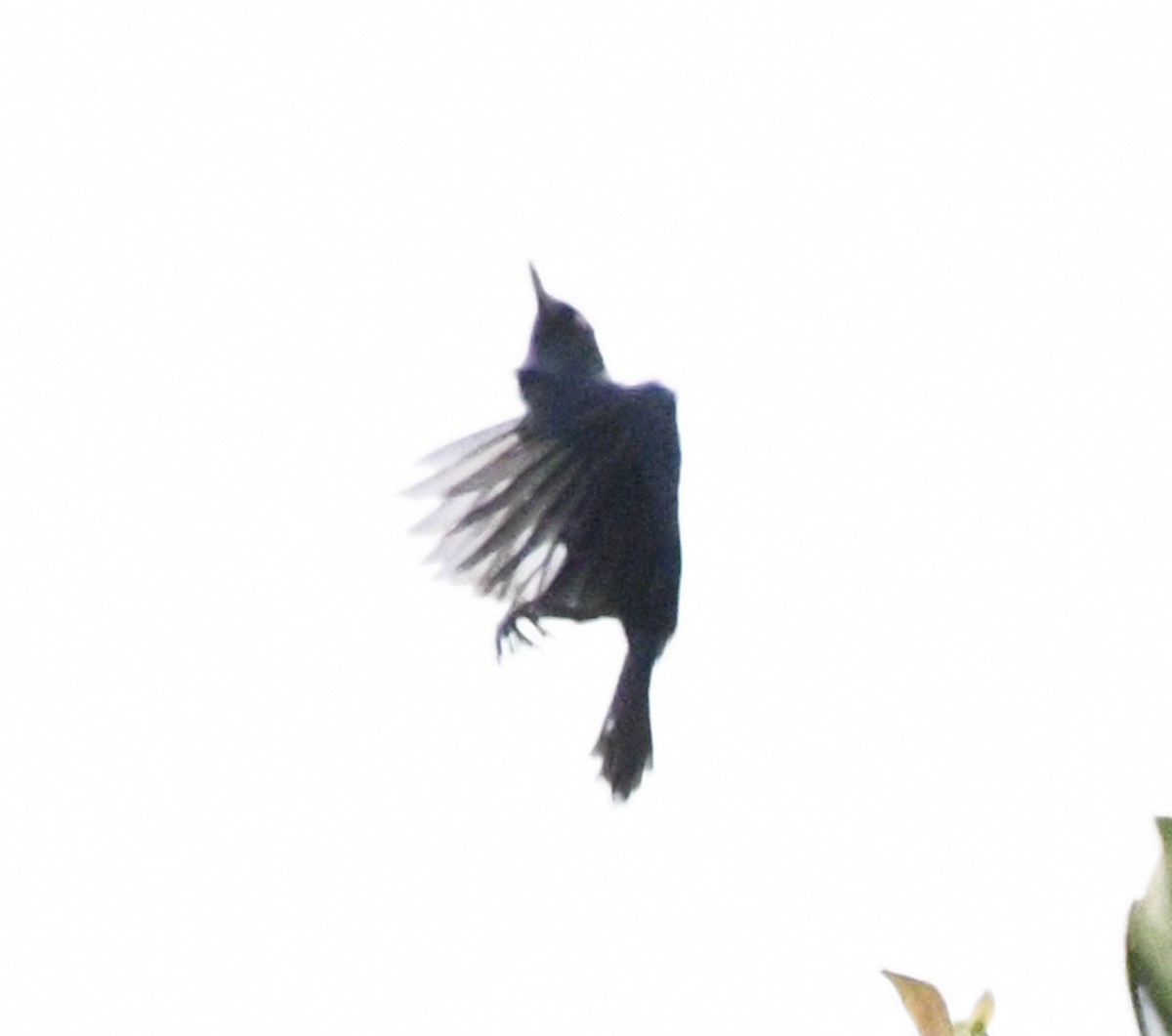 Chestnut-bellied Chat-Tyrant - ML637123836