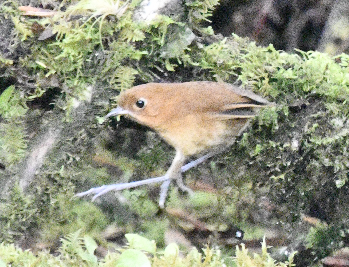 Muisca Antpitta - ML637123922