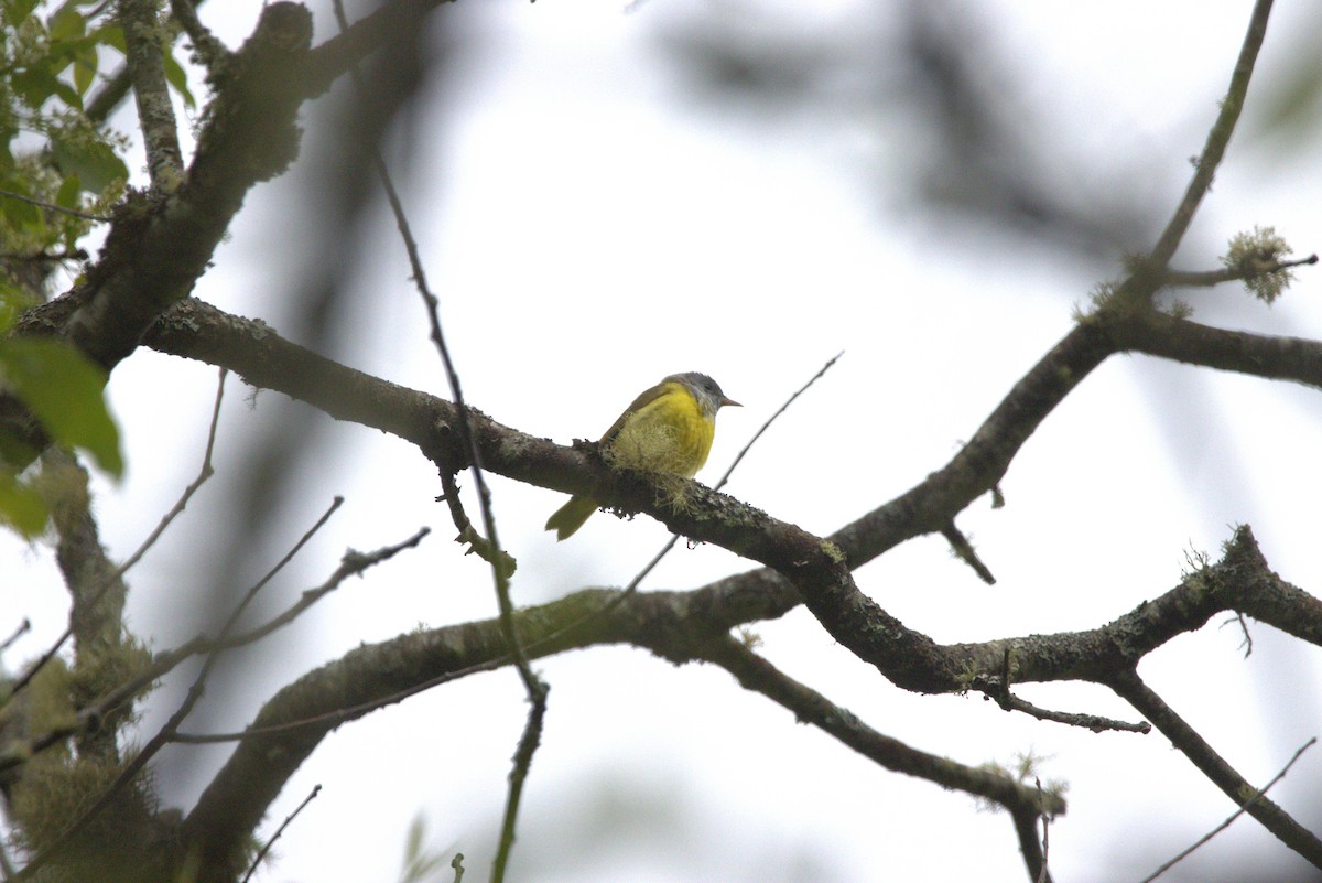 Mourning Warbler - ML637123940