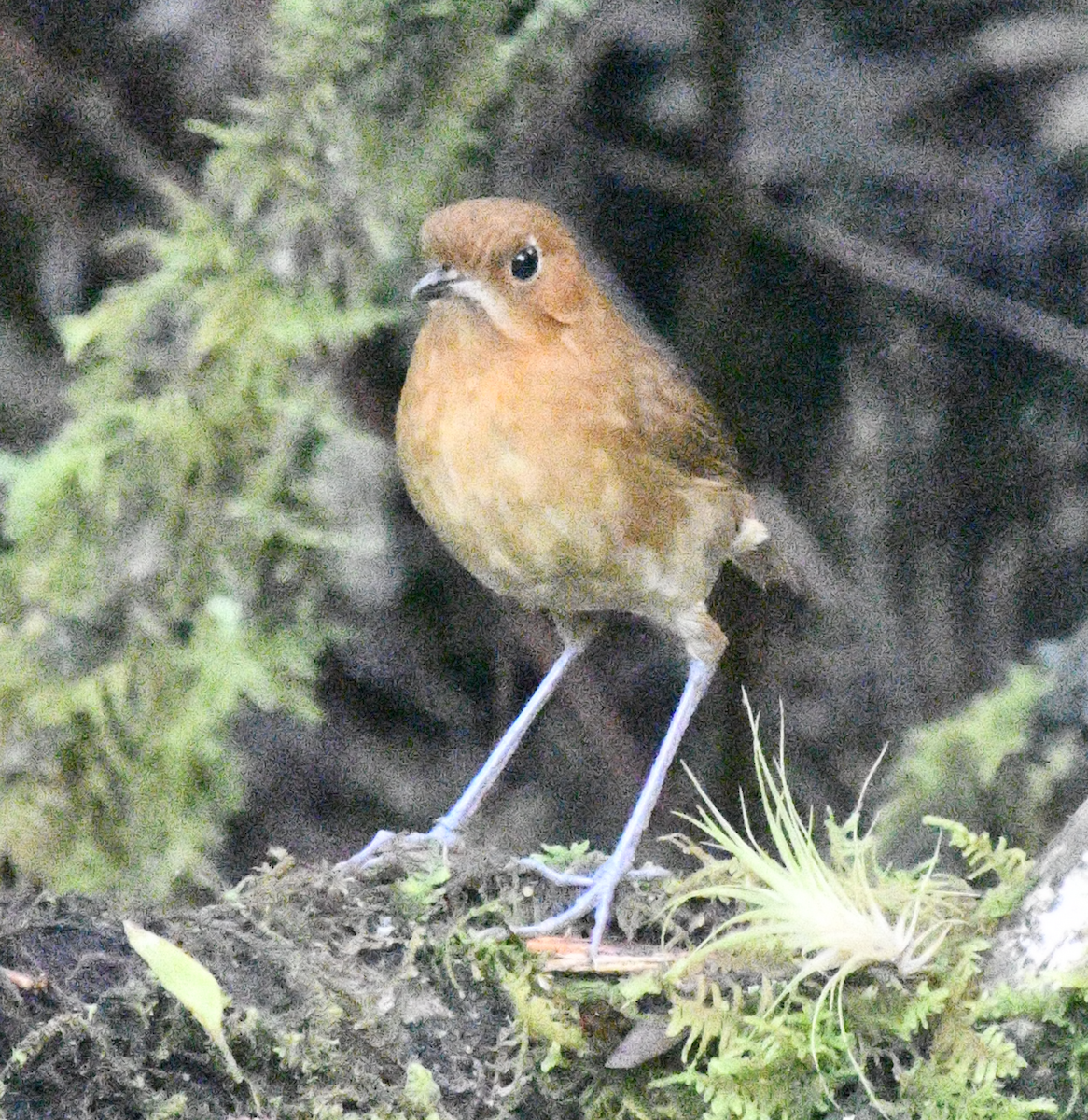 Muisca Antpitta - ML637123952