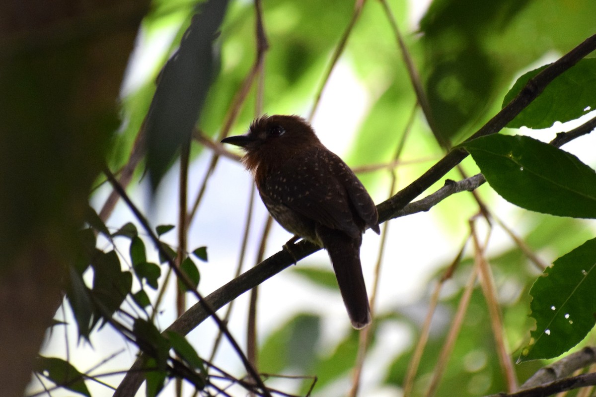 Moustached Puffbird - ML637123977