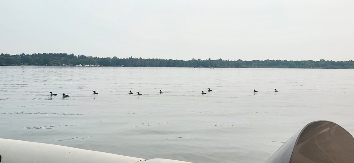 Common Loon - ML637123990