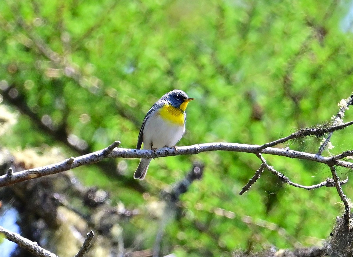 Kuzeyli Parula - ML637124016