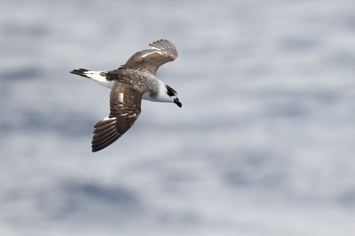 Black-capped Petrel (White-faced) - ML637124118