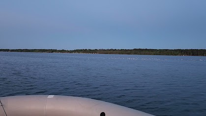 Ring-billed Gull - ML637124208