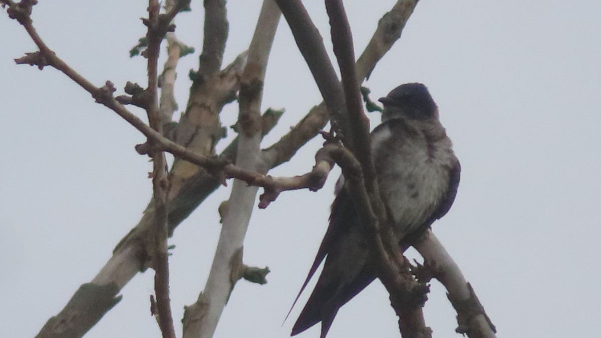Purple Martin - ML637124226