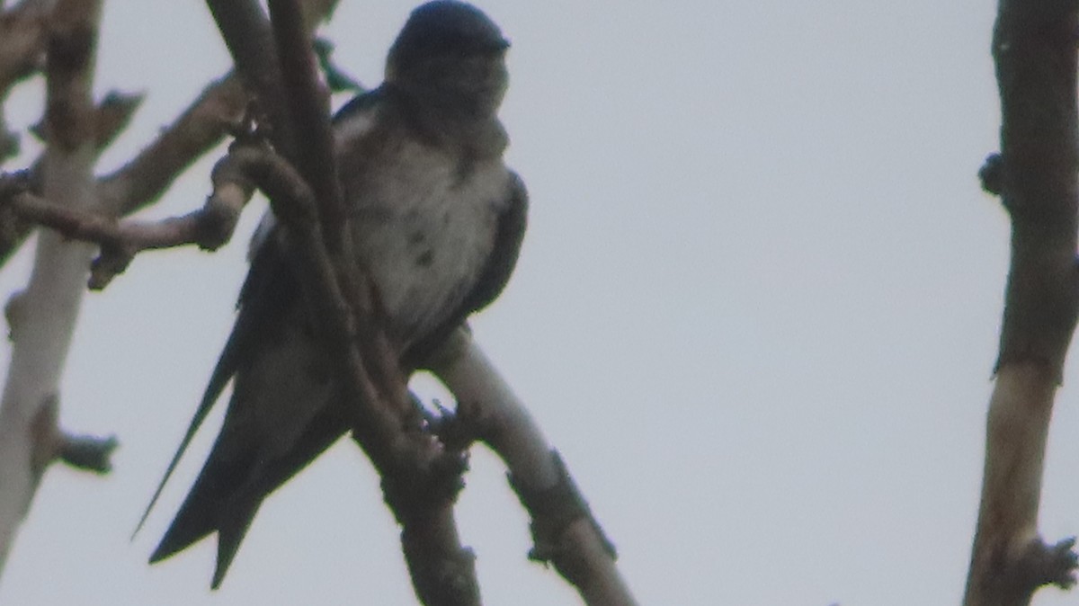Purple Martin - ML637124239