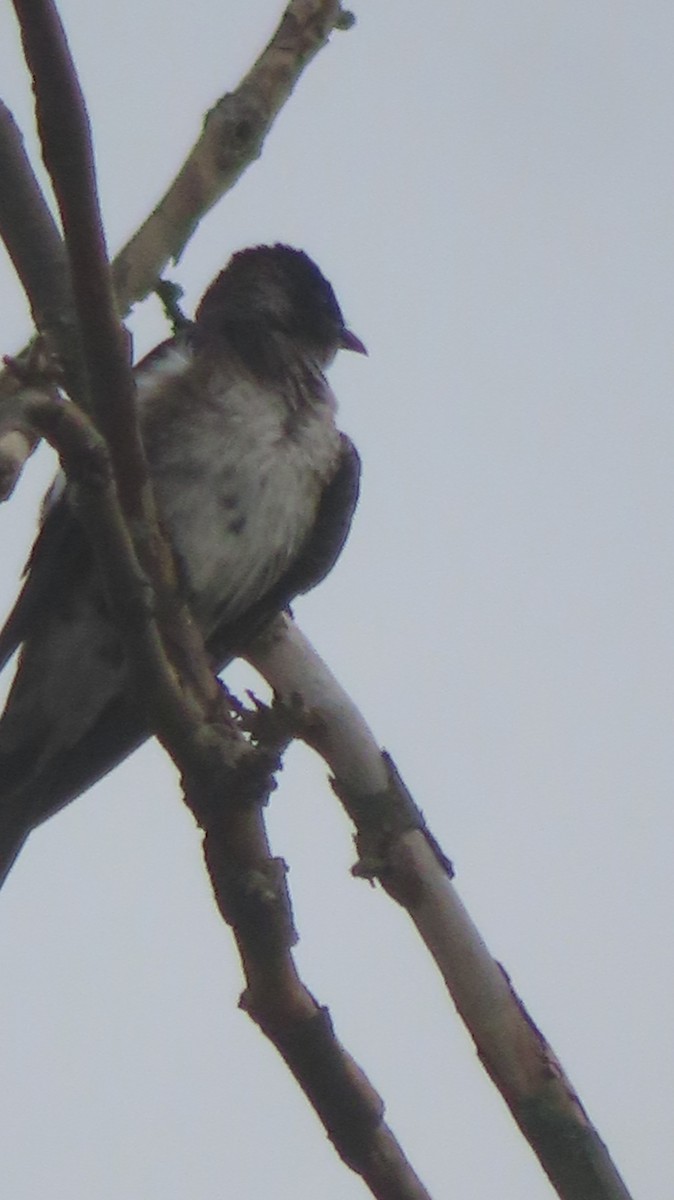 Purple Martin - ML637124243