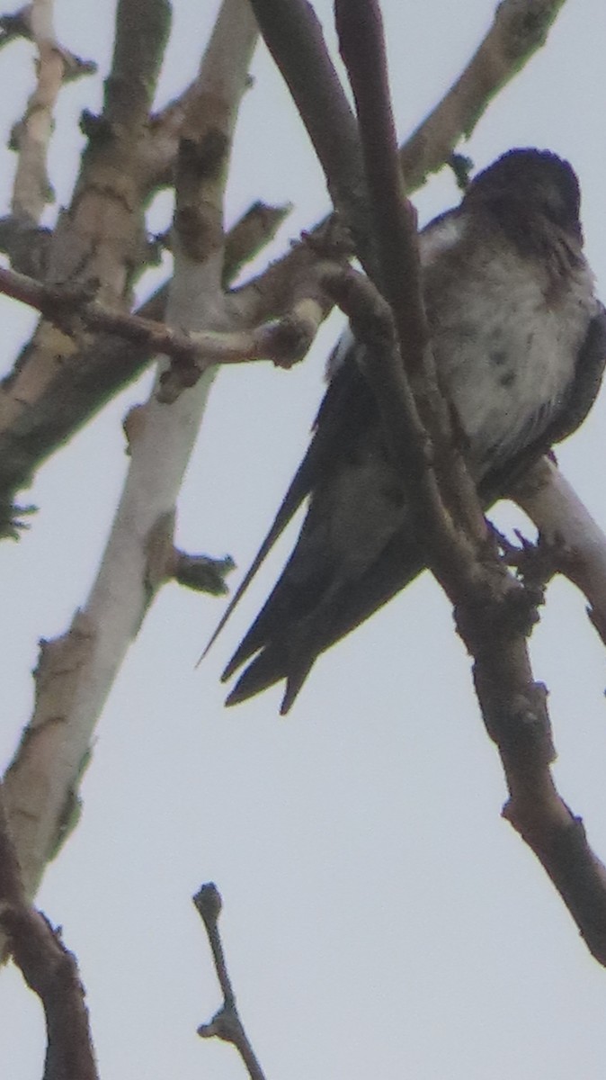 Purple Martin - ML637124247